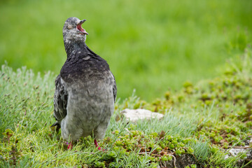 Pigeon yawn