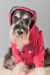 Schnauzer dog wearing red hoody sweatshirt. Relaxing looking toward camera. Salt and pepper expressive pup with mustache. 