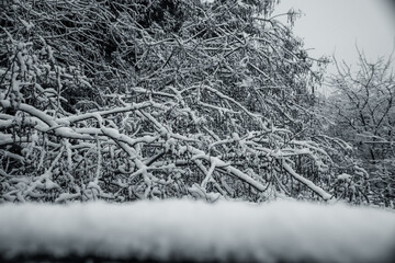Trees in the neighborhood full of snow after Leandros bad weather passes Thessaloniki, Greece.