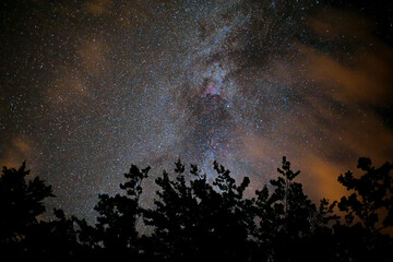 Milkyway and forest