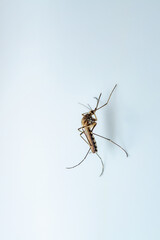 Dangerous Zika Infected Mosquito on Wall. Leishmaniasis, Encephalitis, Yellow Fever, Dengue, Malaria Disease, Mayaro or Zika Virus Infectious Culex Mosquito Parasite Insect Macro.