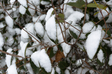 Snowed tree