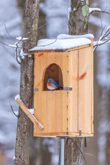 Eastern Bluebird perched in owl house in snowy forest in winter