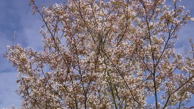 June Berry tree in blossom,Amelanchier arborea 'Robin Hill'