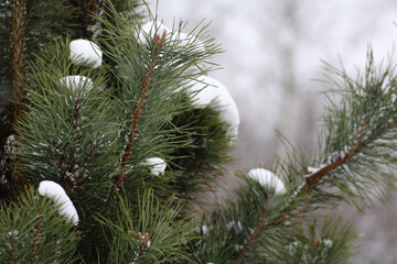 snow-covered pine twigs in winter - obrazy, fototapety, plakaty