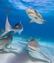 Group of Lemon and Tiger sharks.