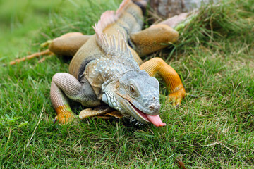 iguanas crawling on the grass