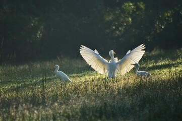white heron in flight on paddy field 