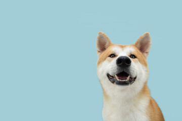 Portrait happy smiling akita dog looking at camera. isolated on blue colored background.