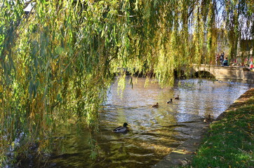 Obraz na płótnie Canvas ducks swimming on a stream under a tree in the park