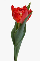 Obraz premium rote Tulpe