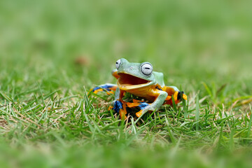 tree frogs laughing on the grass