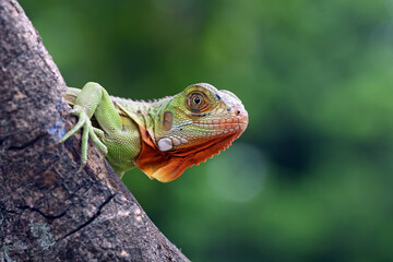red iguana on a branch with nature background
