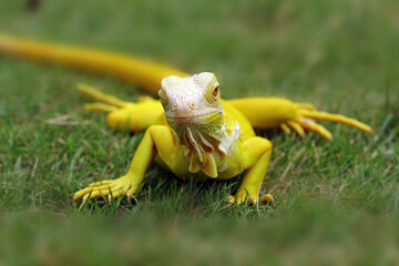 yellow albino iguana on the grass