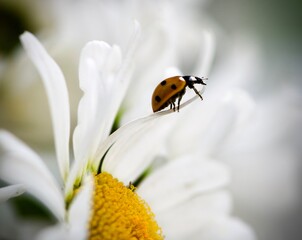 ladybug on daisy flower