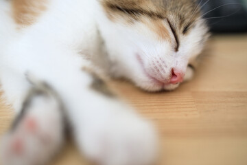 sleeping white cat sleeps on a wooden table