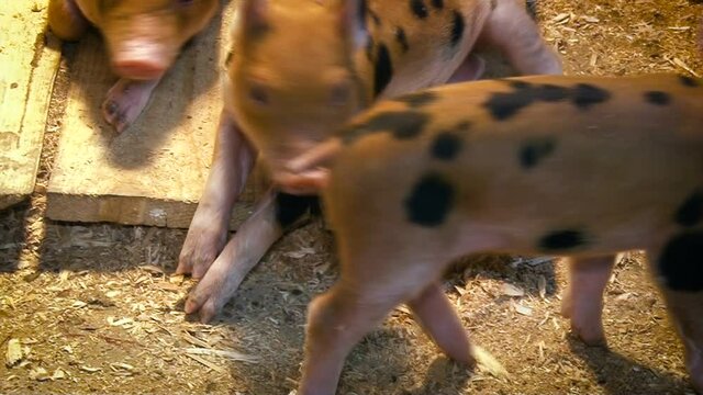 Agricultural industry. Small spotted piglets in agribisness