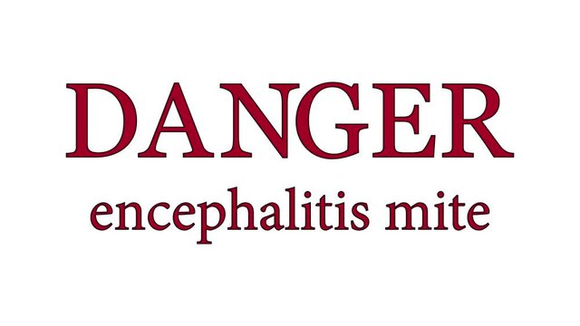 Animation. Encephalitis mite under a magnifying glass.