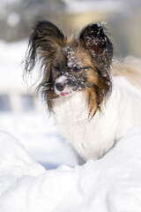 close up portrait of a dog papillon in snow 