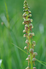 Orchis homme pendu