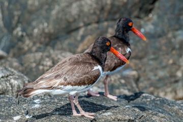 American Oystercatchers (Haematopus palliatus) by the bay, Montevideo, Uruguay