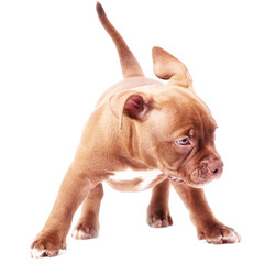The puppy of the American bully stands wide spread its paws