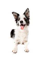 Border collie dog in front of a white background