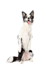 Fototapeta na wymiar Border collie dog in front of a white background