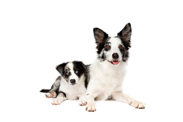 Border collie and puppy dog in front of a white background