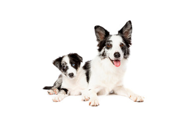 Border collie dog and puppy
