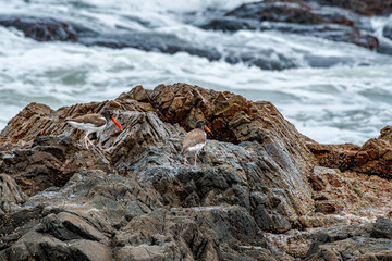 Adult and immature American Oystercatchers (Haematopus palliatus) by the bay, Montevideo, Uruguay