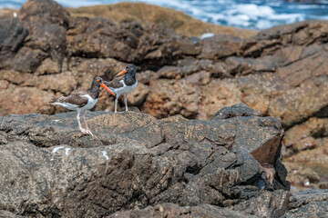 Adult and immature American Oystercatchers (Haematopus palliatus) by the bay, Montevideo, Uruguay