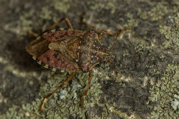 Wanzenlarve krabbelt am Baumstamm