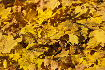 Herbst