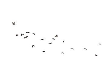 Flocks of flying pigeons isolated on white background. Clipping path.
