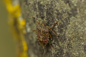 Fototapeta premium Wanzenlarve krabbelt am Baumstamm