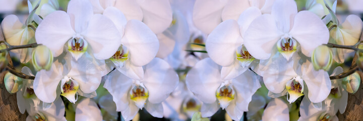 Many of white orchids. Phalaenopsis orchid bloom. - obrazy, fototapety, plakaty