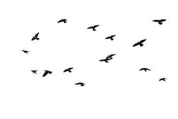 Flocks of flying pigeons isolated on white background. Clipping path.