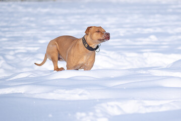 American Pit Bull Terrier running in the snow in the park in winter.