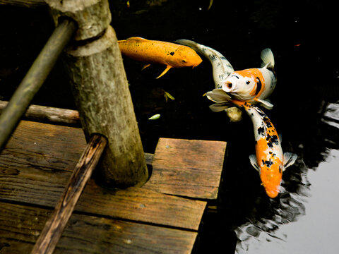 Koi fish gather near the edge of a wooden dock.