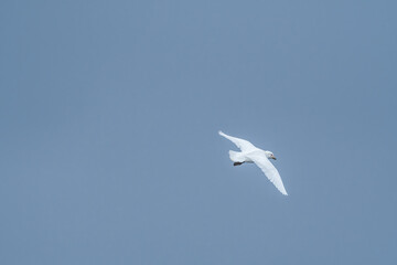 Snowy Sheathbill (Chionis alba) in South Atlantic Ocean, Southern Ocean, Antarctica