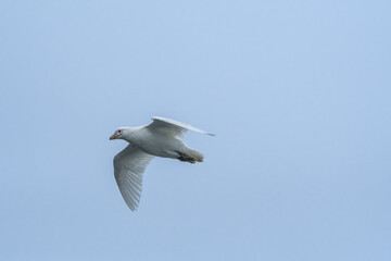 Snowy Sheathbill (Chionis alba) in South Atlantic Ocean, Southern Ocean, Antarctica