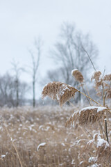 Native grass bending down under the weight of snow and ice; field of grasses and trees in background 