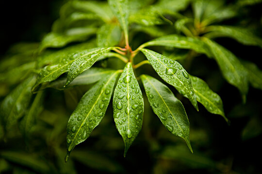 Close up of rain drops sitting on some bright green leaves.  The green leaves pop off a dark and out of focus background.