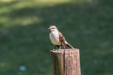 Chalk-browed Mockingbird (Mimus saturninus) in park, Buenos Aires, Argentina