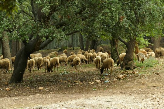 A herd of sheep strolling through the woods in the Cedar Forest near Ifrane and Azrou in the North of Morocco, Africa
