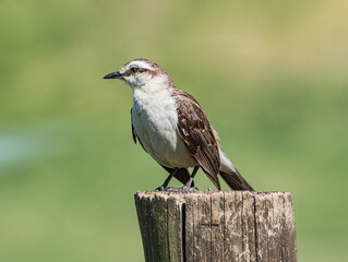 Chalk-browed Mockingbird (Mimus saturninus) in park, Buenos Aires, Argentina