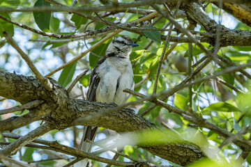 Chalk-browed Mockingbird (Mimus saturninus) in park, Buenos Aires, Argentina