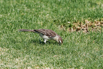Chalk-browed Mockingbird (Mimus saturninus) in park, Buenos Aires, Argentina