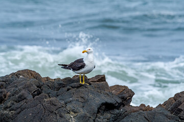 Kelp Gull (Larus dominicanus) by the bay, Montevideo, Uruguay